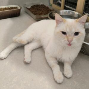 sehr heller, créme-farbener Kater, liegt auf dem grauen Fußboden, Katzenfutter im Hintergrund und ein selbst gebauter Käfig, streckt die Zunge etwas raus