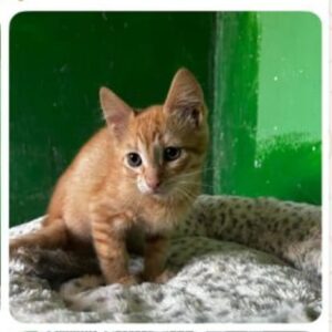 kleiner (junger) roter Kater vor einer grünen Wand im Hintergrund