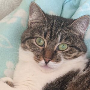 getigert-weiße Katze, liegt auf einem Betttuch o.ä.