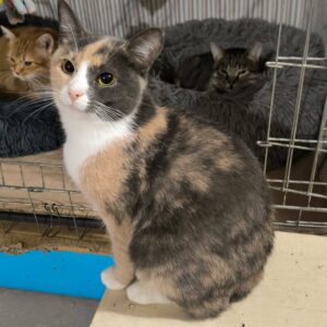 tricolor Katze, eher mit beige und grau statt rot und schwarz, wenig Weißanteil am Latz und etwas im Gesicht, sitzt auf einem Kratzbaumbrett vor einem Quarantänekäfig, eine rote und eine getigerte Katze liegen jeweils in einem Bett IN dem Käfig