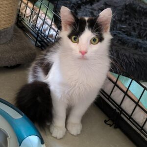 schwarz-weißer, halblanghaariger Kater, sitzt vor einem Käfig