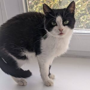 schwarz-weiße Katze vor einem Fenster