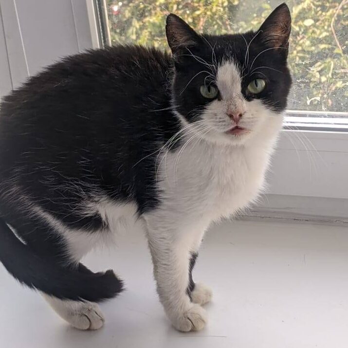 Read more about the article Dankulka