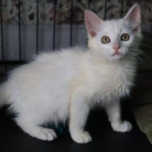 junger weißer Kater, sehr plüschig