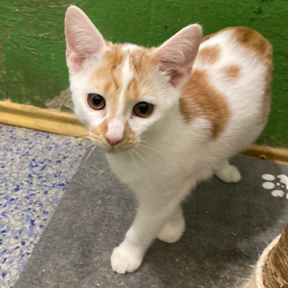 Read more about the article Dan