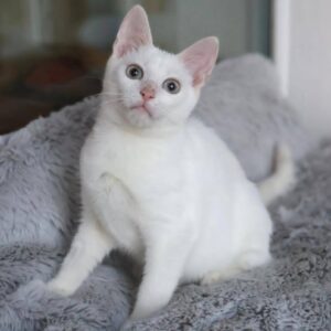 junge weiße Katze, sitzt auf einem plüschigen grauen Untergrund