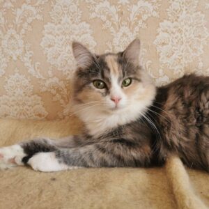 Tricolor, mit Pastelltönen, halblanghaarig, vor beigem Hinter- und Untergrund