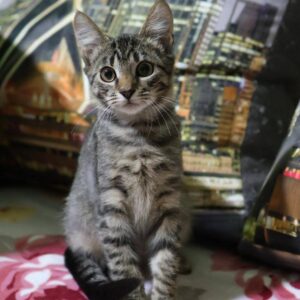 junger getigerter Kater, kurzhaarig, sitzt auf dem Boden vor einem Kissen mit Motiv