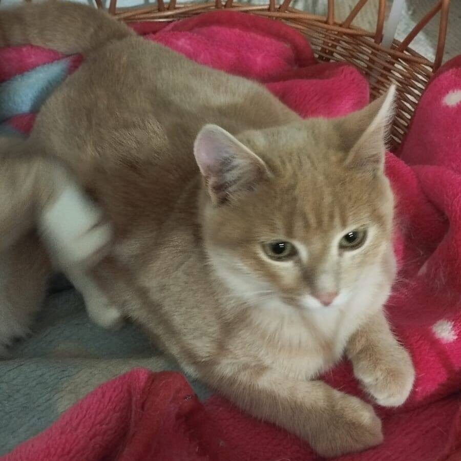 interessante Färbung, rot-grau, leicht getigert, liegt auf einer roten Decke auf einem Korbstuhl o.ä.