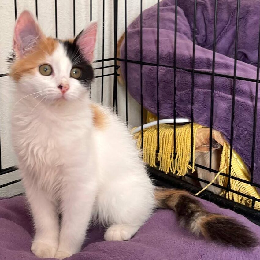 Read more about the article Cassidy