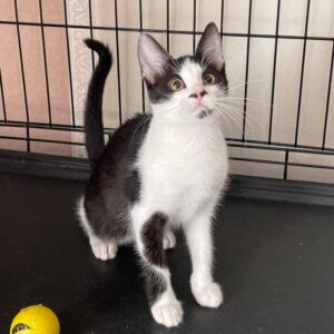 schwarz-weiße, schlanke Katze, "Nasenlöcher" mit schwarz, Augen schwarz umrandet