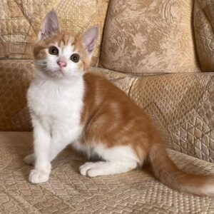 junger rot-weißer Kater in beiger Umgebung (Bett oder Couch)