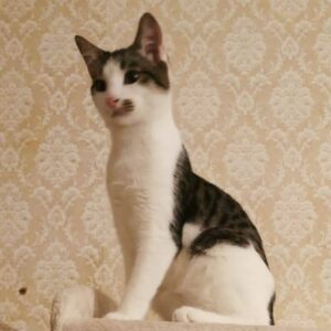 schlanker weiß-getigerter Kater, kleinen getigerten Fleck links an der Nase, sitzt auf einem Kratzbaum