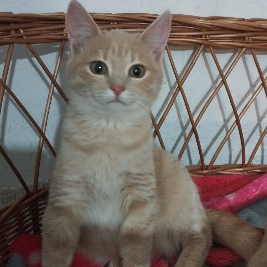 crèmefarbene, rötliche Katze, sitzt auf einem rötlichen Untergrund in einem Korbstuhl