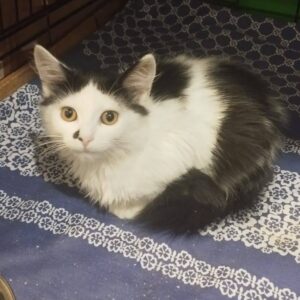 schwarz-weiße Katze, hoher Weißanteil, zwischen den Ohren, Rücken, püschiger Schwanz, alle schwarz, kleiner schwarzer Fleck an der Nase