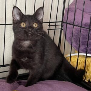 junge schwarze Katze,schwarz smoke ?, sitzt auf einem lila Kissen, ein gelbes Spielzeug vor ihr