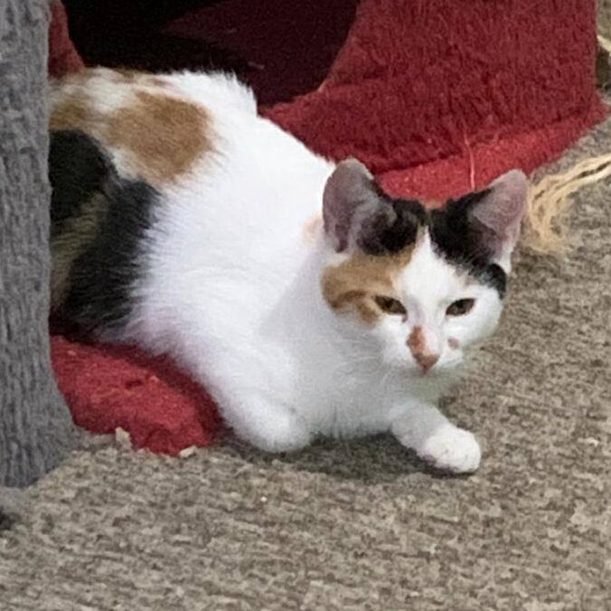 Read more about the article Gucci