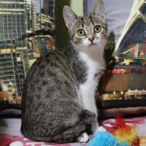 getigert-weiße junge Katze, geringer Weißanteil an Hals, Brust und Vorderpfoten, sitzt auf dem Boden mit Motivkissen im Hintergrund