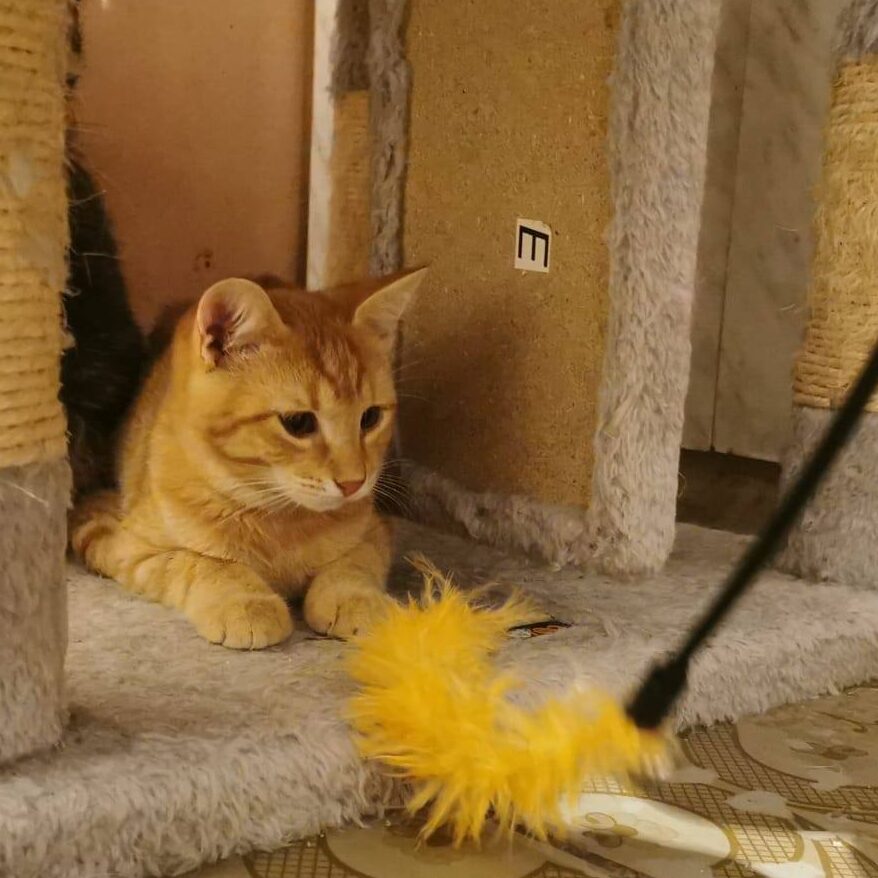 junger roter Kater, liegt auf dem Fußbodenbrett ind Kratzbaums, grau bezogen, gelbes Federspielzeug vor ihm