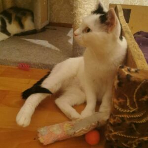 fast ganz weiße Katze, schwrzer Schwanz, schwarze Ohren, kurzhaarig, lehnt an einem Holzteil, wie eine Schublade o.ä.