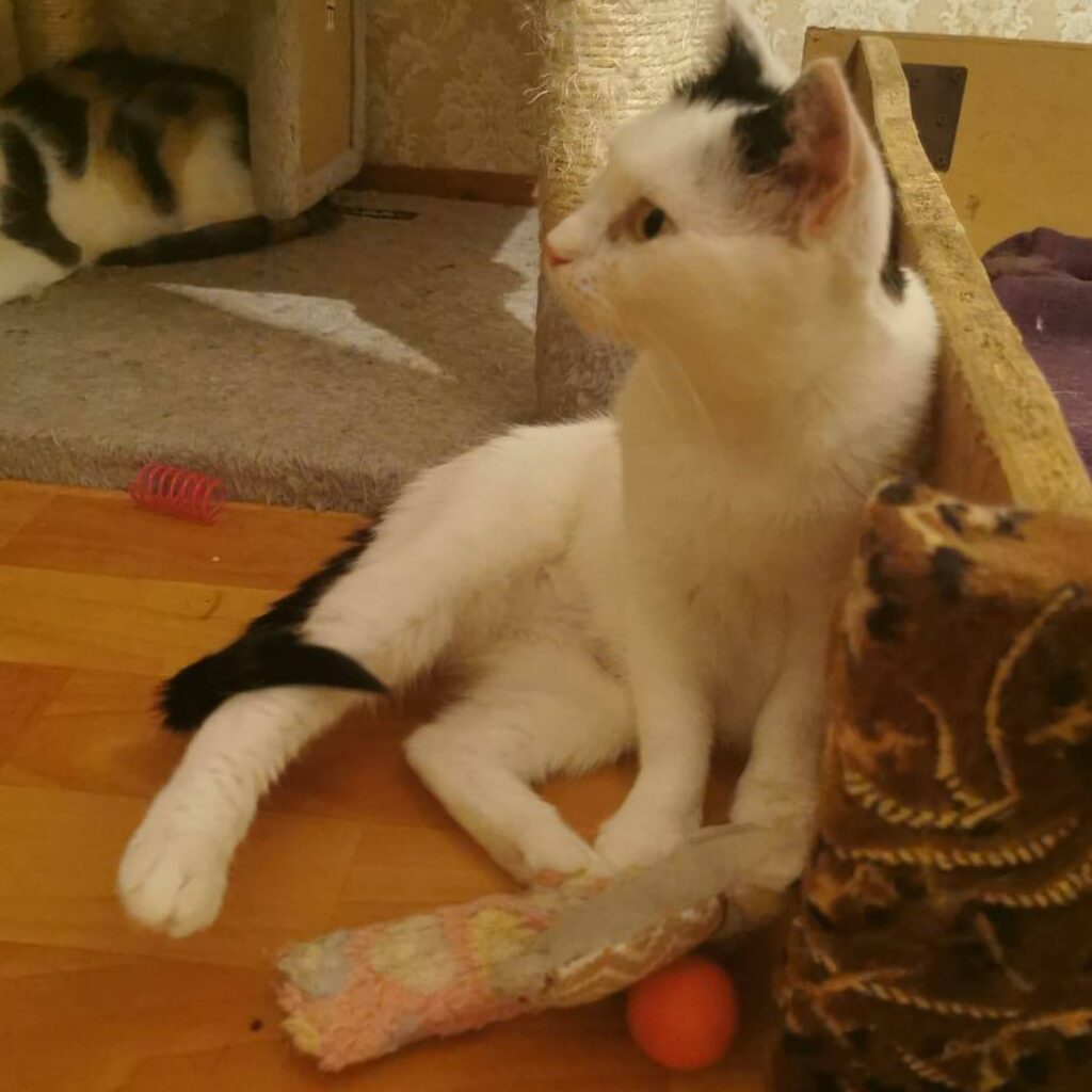 Read more about the article Koko