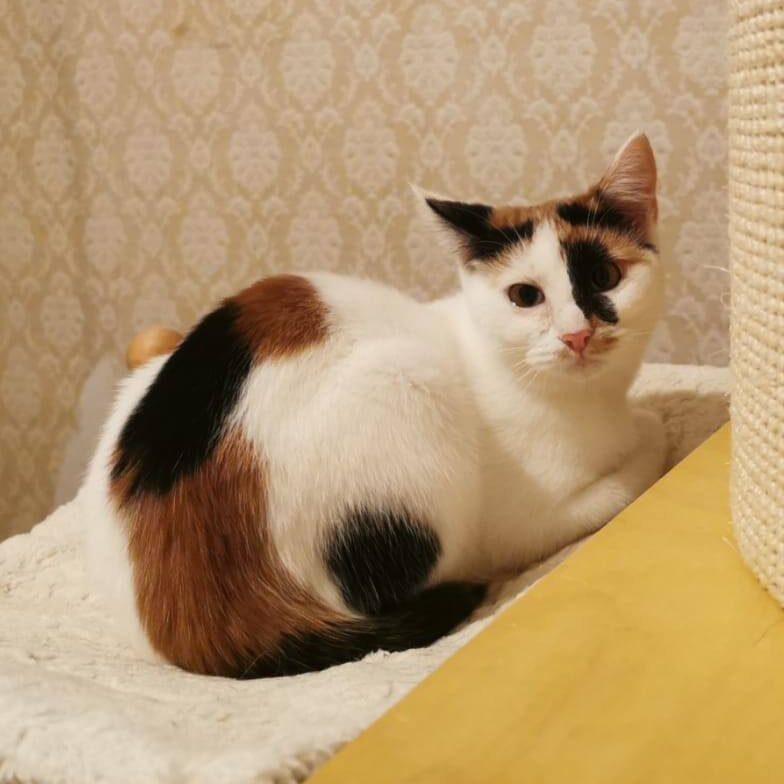 Read more about the article Lugia