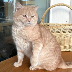 crèmefarbener Kater, sitzt auf einem Balkon, schaut in die "Ferne"