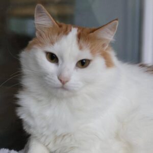 weiße Katze mit halblangen Haare und orange getigerte Flecken schaut in Kamera