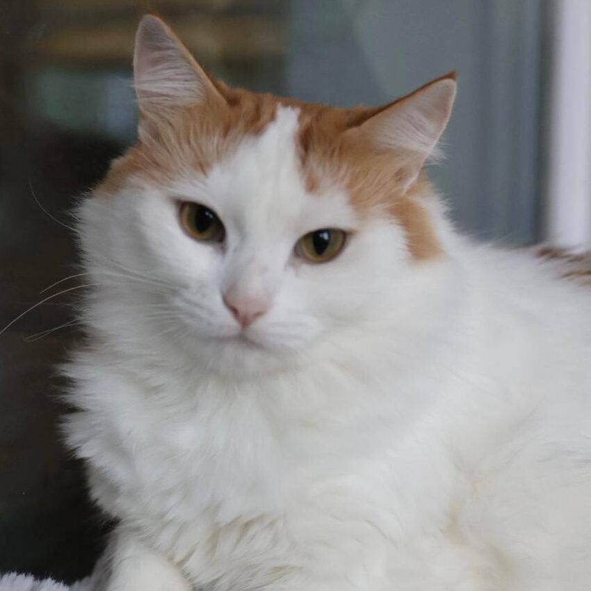 Read more about the article Abigail