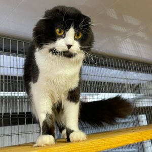 schwarz weißer Scottish Fold Kater mit halblangen Haaren steht auf Brett und schaut nach unten