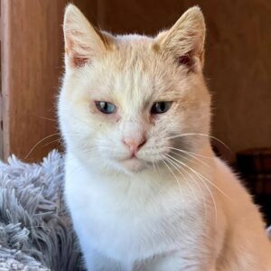 hellorange Katze sitzt in grauem Kuschelkörbchen und schaut etwas traurig in Kamera