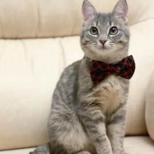 grau getigerte Kurzhaarkatze mit roter Fliege um den Hals sitzt auf beigen Sofa