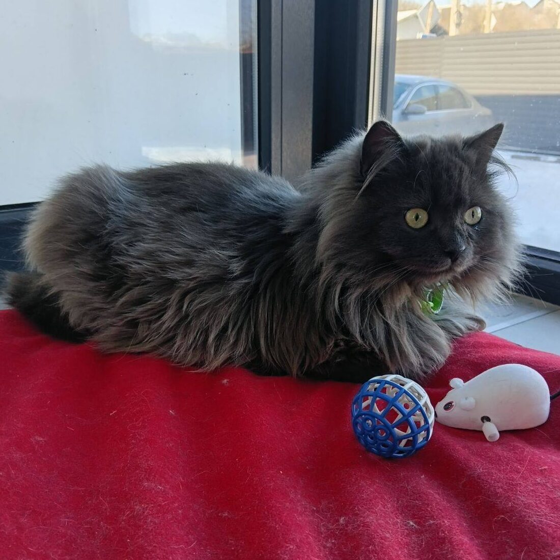 Read more about the article Julian