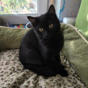 schwarze Kurzhaarkatze mit bernsteinfarbenen Augen sitzt in grünem Katzenkissen