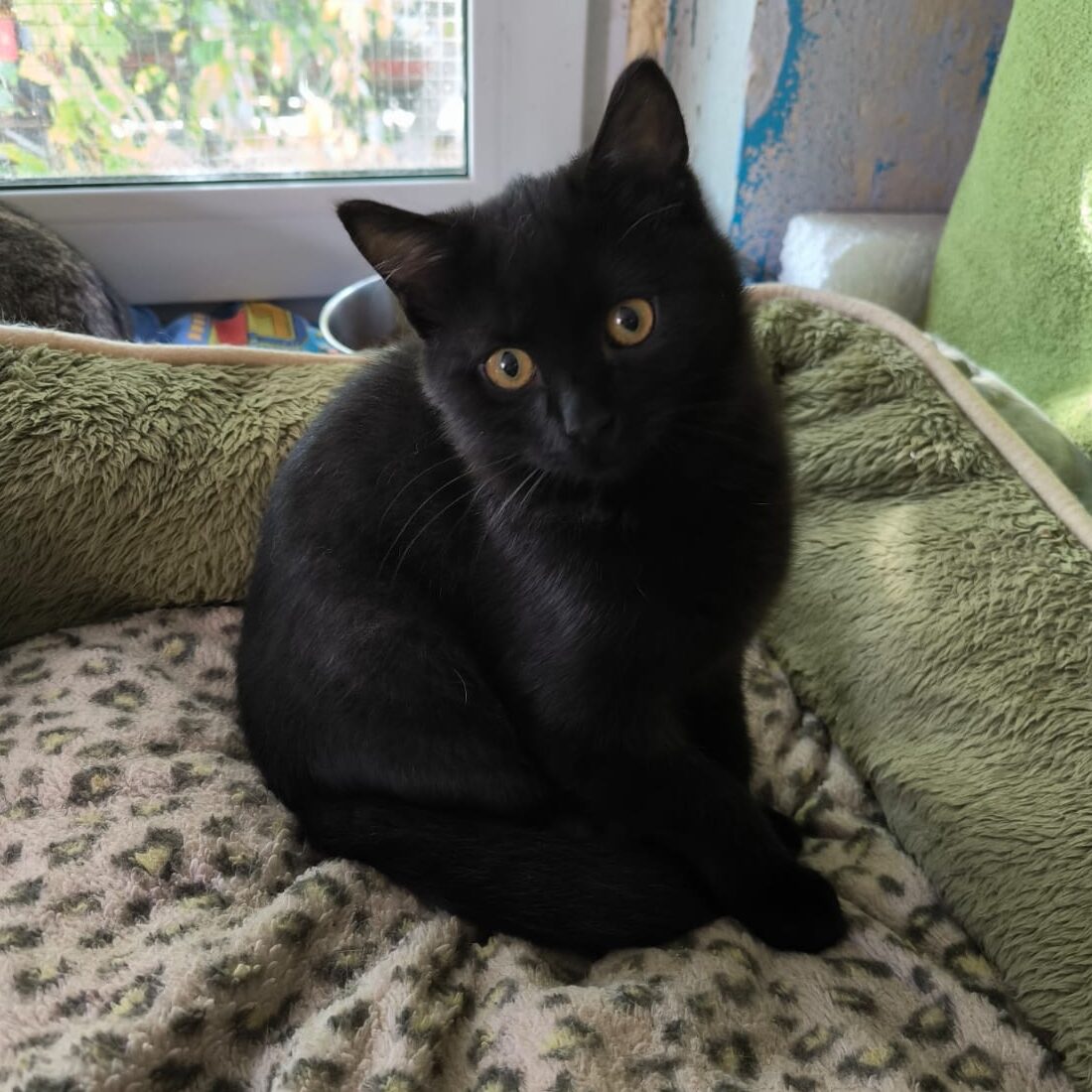 Read more about the article Knox