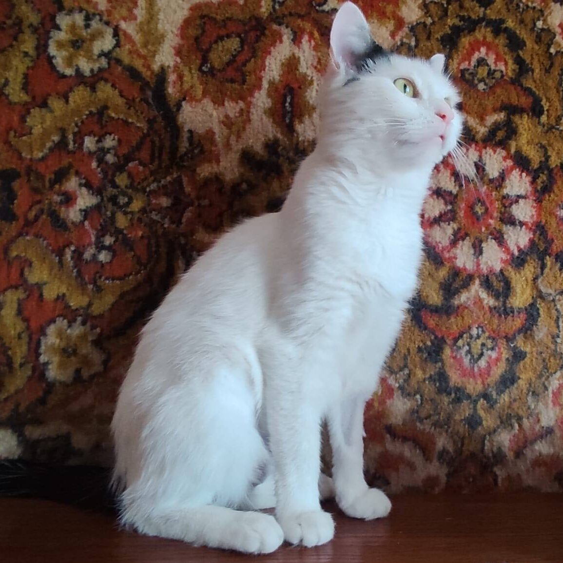 Read more about the article Koko