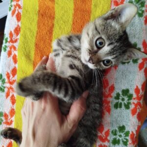 junge grau getigerte Katze liegt auf einem bunten Handtuch und wird gestreichelt