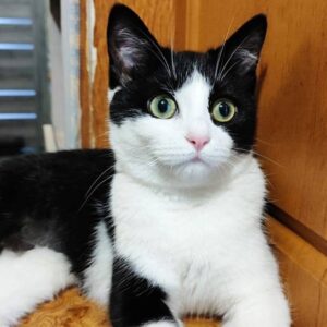 schwarz weiße Katze liegt