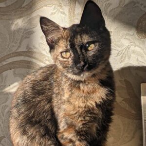 junge Schildpattkatze sitzt in Sonnenschein