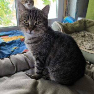 grau getiegerte Kurzhaarkatze sitzt zwischen verschiedenen Kissen und schaut in Kamera