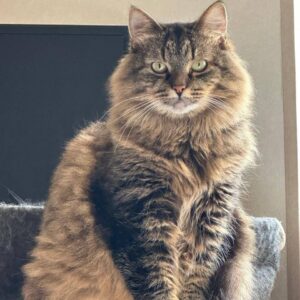 grau/braun getigerte Langhaarkatze mit grünen Augen schaut direkt in Kamera