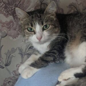 getigerte Katze mit weißem Bauch liegt auf hellblauer Deke