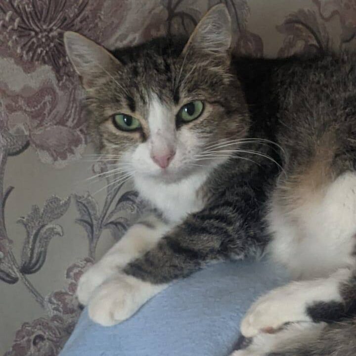 Read more about the article Olympiade