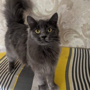 dunkelgraue Katze mit mittellangen Haaren schaut in Kamera