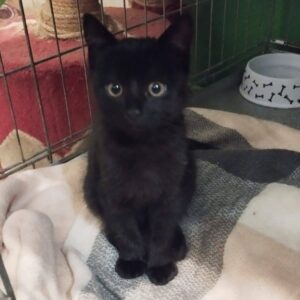 junge schwarze Katze sitzt in Käfig auf weißer Decke