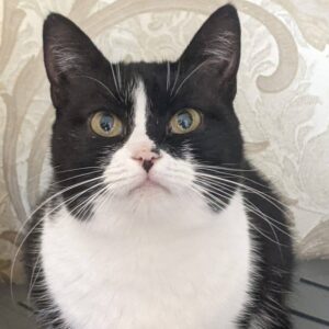 schwarz weiße Katze mit schwarzem Punkt auf der Nase schaut nach oben