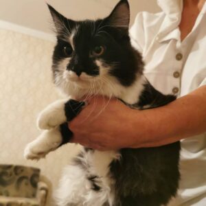 großer schwarz weißer Kater mit halblangen Haaren wird auf Arm gehalten