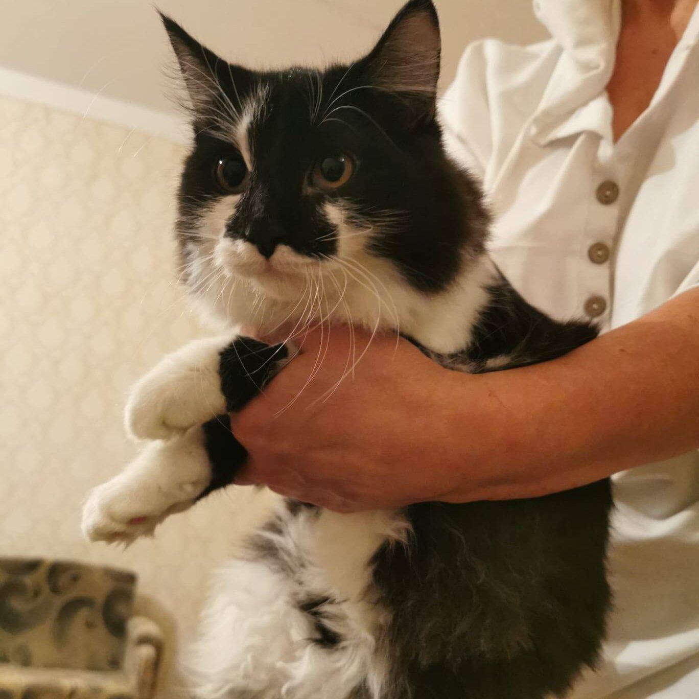 Read more about the article Timur