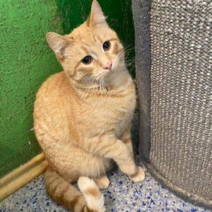 orange getigerte Katze sitze vor grüner Wand neben Kratzbaum