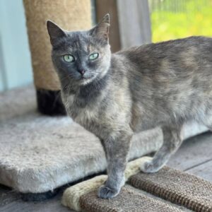 mehrfarbige grau Katze steht auf Kratzbrett und schaut in Kamera